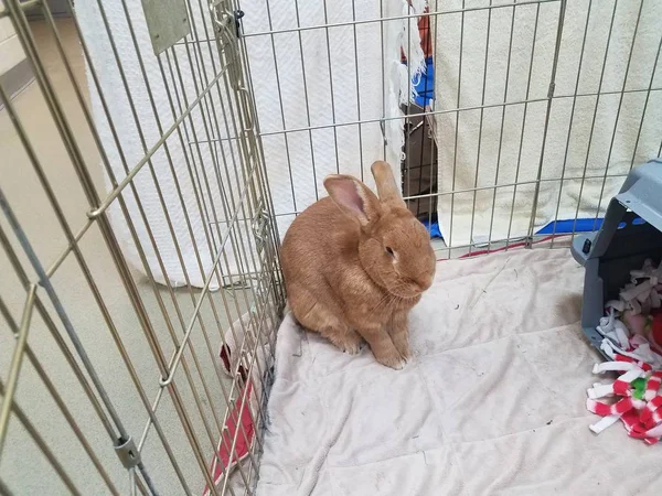 Brown bunny or rabbit in metal cage — Fotografia de Stock