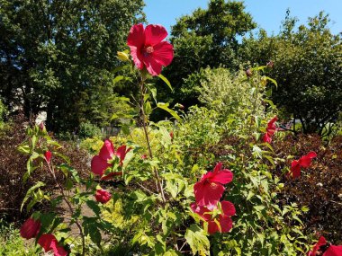 trees and plants with green leaves and red flowers