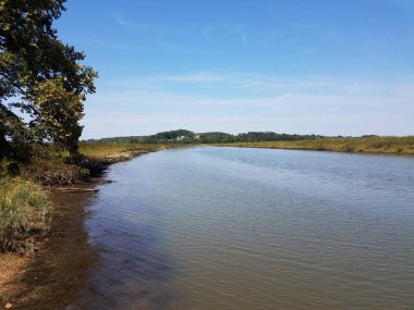 river or lake with plants and grasses and sky