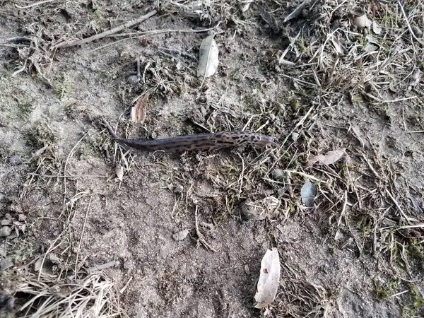 Brown slug or snail with black spots on ground — Fotografia de Stock