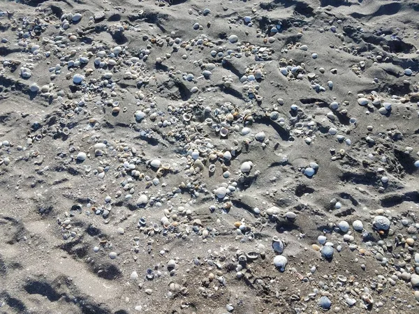 Sand at beach with shells and foot prints — Fotografia de Stock