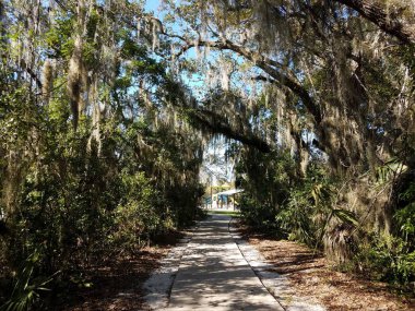 Florida 'da ağaçlardan ve oyun alanlarından sarkan patika, patika ve yosun
