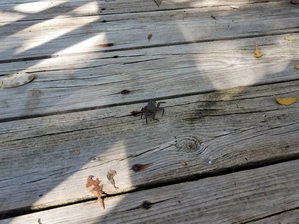 Graue Krabbe auf braunem Holzsteg — Stockfoto
