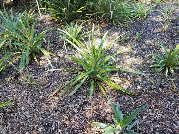 green plants in brown mulch or wood chips