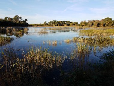water in swamp or lake in Florida with grasses and trees