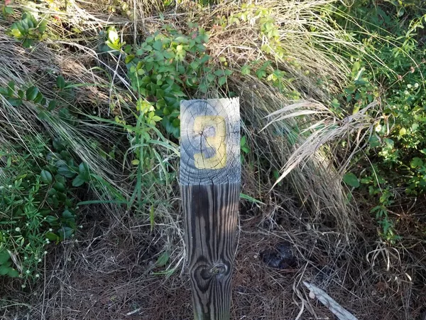 Number three on wood post or stake with plants — Fotografia de Stock