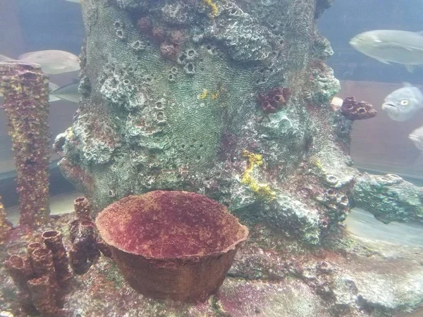 Vissen zwemmen in water in aquarium met koraal — Stockfoto