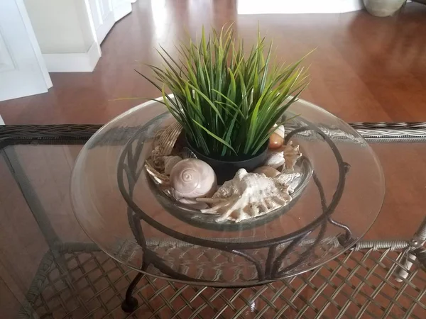 桌上的玻璃碗中的绿色植物和贝壳 — 图库照片