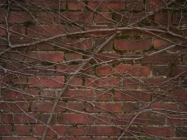 Vides de la planta en la pared de ladrillo rojo —  Fotos de Stock