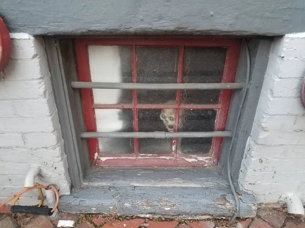 Basement window and white bricks with skull — Stok fotoğraf