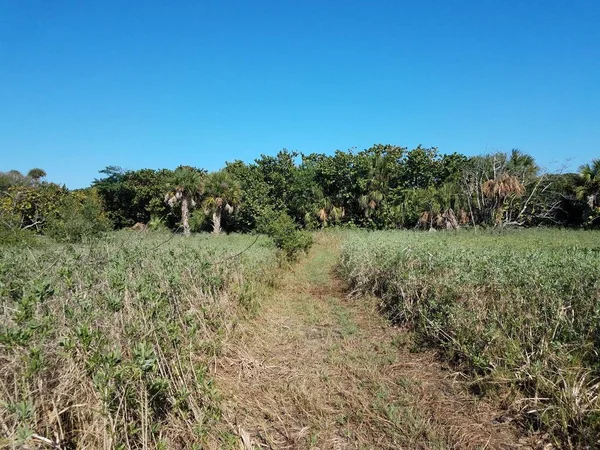 Plantas verdes con sendero o sendero y árboles en Florida —  Fotos de Stock