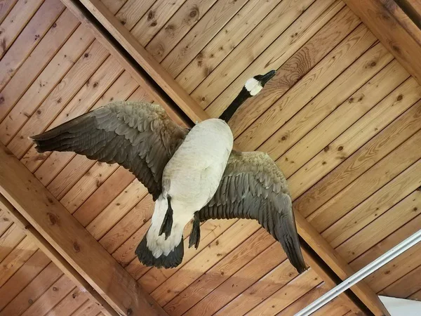 Gallina de peluche volando y techo de madera — Foto de Stock