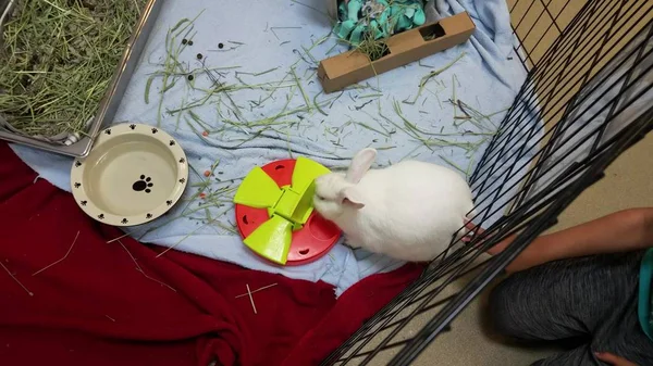 Белый кролик или кролик в клетке или ящике с миской для еды и коробкой для мусора — стоковое фото