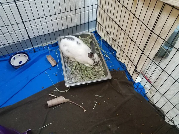 Conejito blanco o conejo en jaula o cajón con caja de arena —  Fotos de Stock