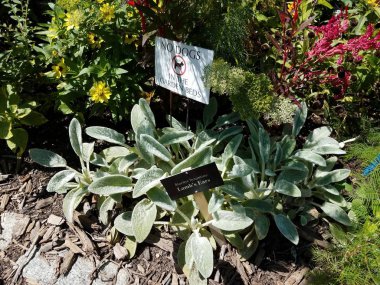 no dogs in the garden bed with with lamb ear plant