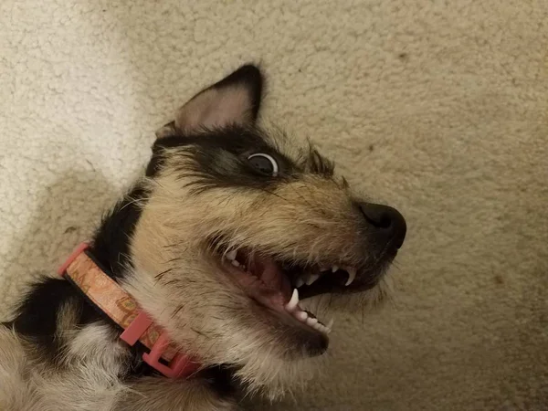 Black and white dog with open mouth on floor — 图库照片