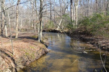 river or stream in forest or woods with trees