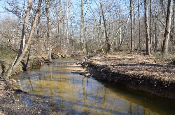 River or stream in forest or woods with trees — 图库照片