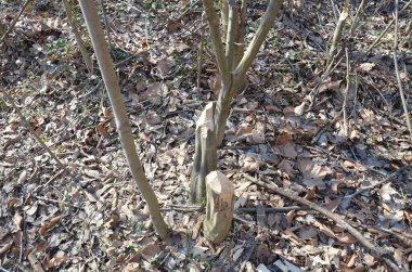 tree trunk chewed on or bitten by beavers