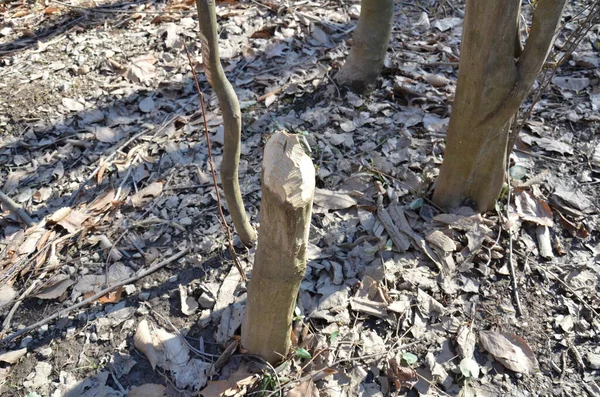 Tronco de árbol masticado o mordido por castores —  Fotos de Stock