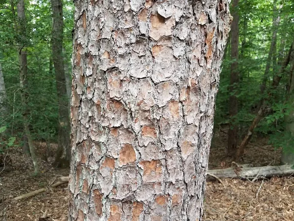 Casca de árvore marrom áspera no tronco na floresta — Fotografia de Stock