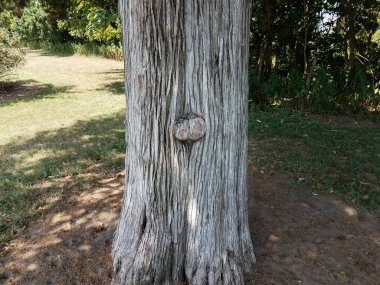 brown tree bark with knot outdoor and grass