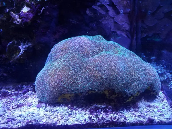 Gloeiend koraal in aquariumwater of aquarium — Stockfoto
