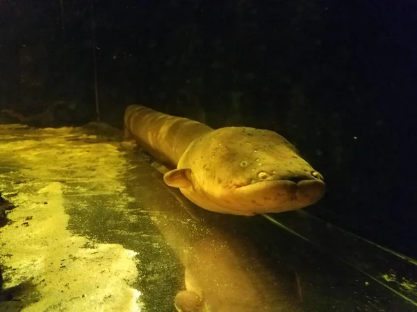 Bulanık akvaryum suyunda uzun balık ya da yılan balığı — Stok fotoğraf