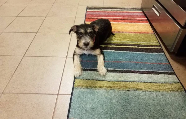 Черный и коричневый щенок на красочном ковре на кухне — стоковое фото