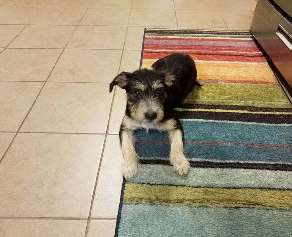 Black and brown puppy on colorful carpet in kitchen — Stock Photo, Image