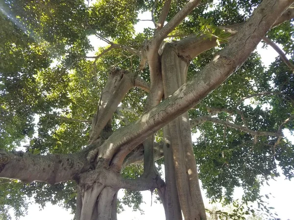 Pohon tua dengan batang bengkok dan cabang di Florida — Stok Foto