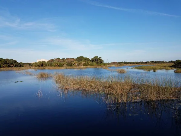 Озеро или пруд воды и травы во Флориде — стоковое фото