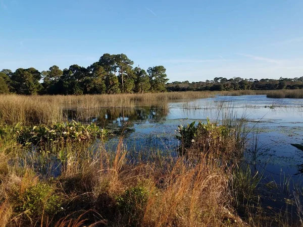 Lake or pond water and grasses in Florida — 스톡 사진