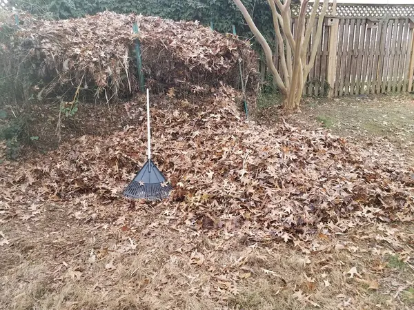 Rake and compost pile with fallen brown leaves — 스톡 사진