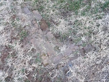 brown and green grass with bricks or masonry on ground