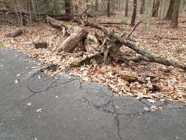 Damaged black asphalt path with tree trunk and roots — 스톡 사진