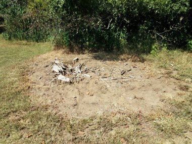 old tree stump with grass and bushes