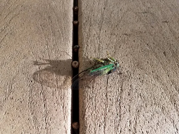 Cicada insect with ants on wood surface — Fotografia de Stock