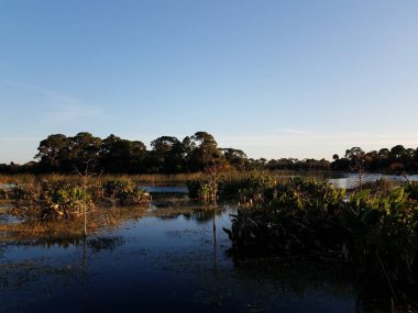 bird in tree with lake or pond water and grasses in Florida