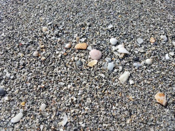 Shells and wet sand and pebbles at beach — Stockfoto