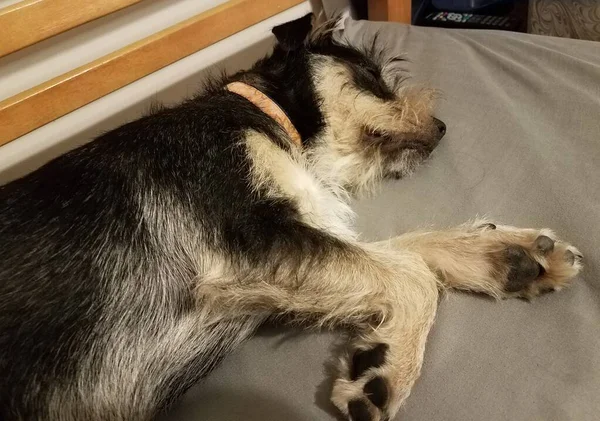 Black and white dog sleeping on grey sheet on bed — Stockfoto