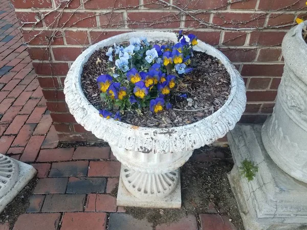 Blue and yellow flowers in cement flower pot — 스톡 사진