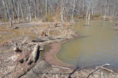 beaver dam with water and trees in wetland environment