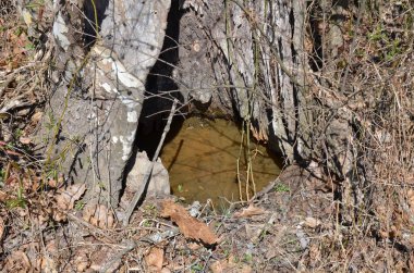 water in tree trunk hollow with frogs