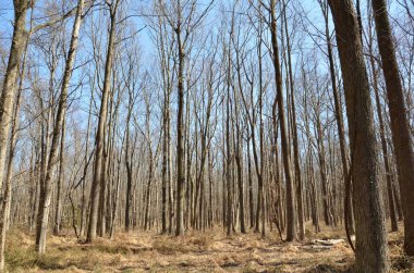 tall trees in a forest or woods with brown grass