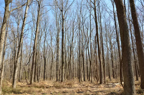 Tall trees in a forest or woods with brown grass — Stok fotoğraf