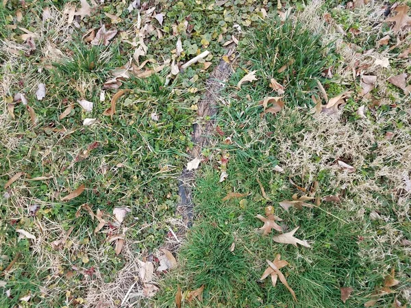 Brown and green patch of lawn grass with tree roots — Stock Photo, Image