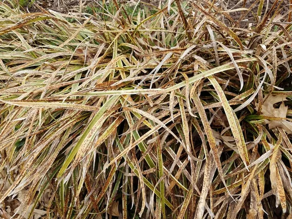 Plante malade aux feuilles vertes et aux points bruns — Photo