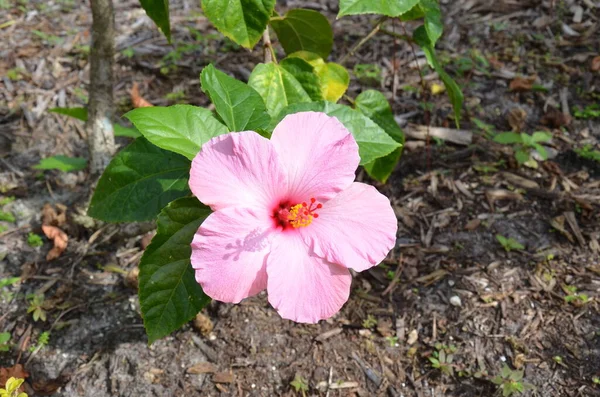 Растение с розовым цветом и зелеными листьями — стоковое фото