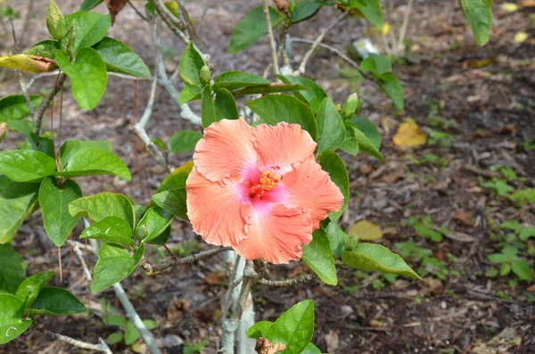 Plant with peach flower and green leaves — Φωτογραφία Αρχείου